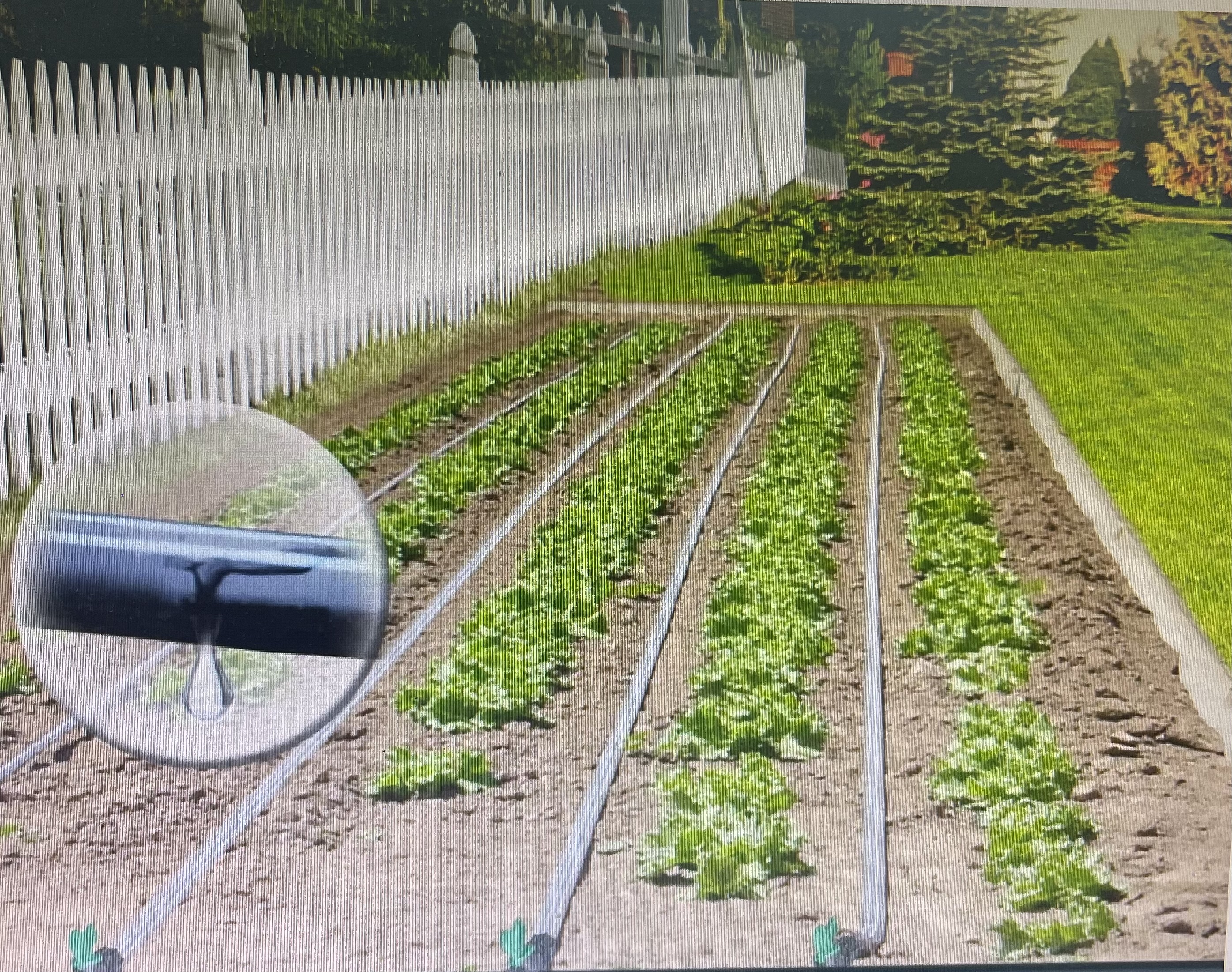 Капельный полив на грядке